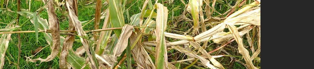 copyright begoña muñoz all rights reserved vegap