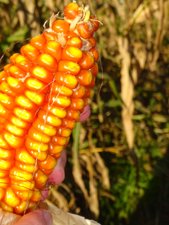 copyright begoña muñoz all rights reserved vegap