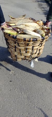 copyright begoña muñoz all rights reserved vegap