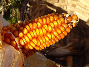 copyright begoña muñoz all rights reserved vegap