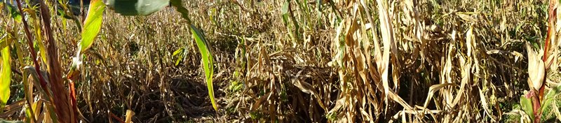 copyright begoña muñoz all rights reserved vegap