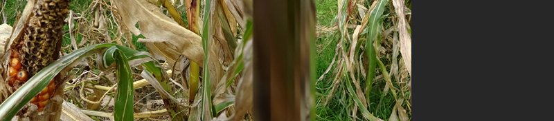 copyright begoña muñoz all rights reserved vegap