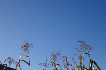 copyright begoña muñoz all rights reserved (vegap)