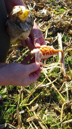 copyright begoña muñoz all rights reserved vegap