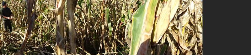 copyright begoña muñoz all rights reserved vegap