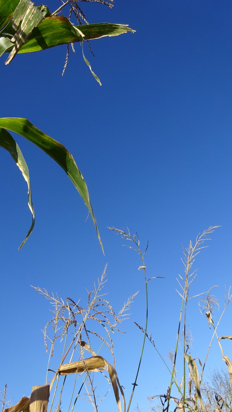 copyright begoña muñoz all rights reserved vegap