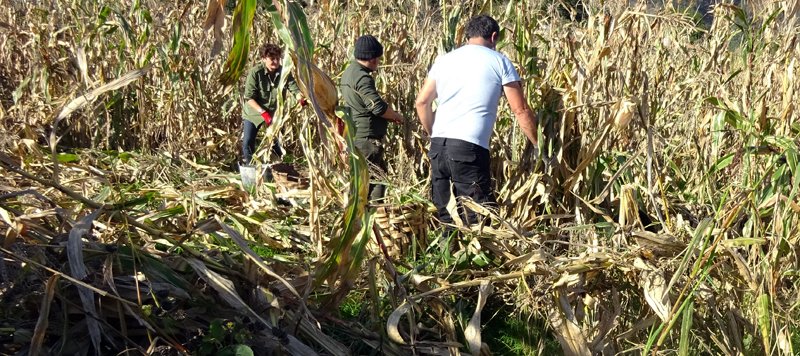 copyright begoña muñoz all rights reserved vegap