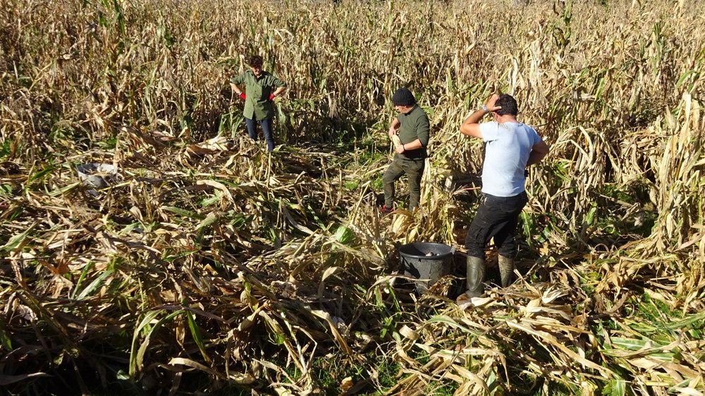 copyright begoña muñoz all rights reserved vegap