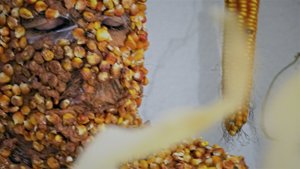 photography copyright begoña muñoz all rights reserved