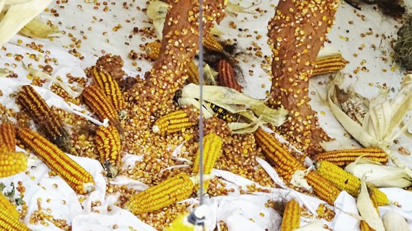 photography copyright begoña muñoz all rights reserved