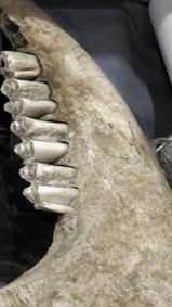 photography copyright begoña muñoz 2013 courtesy from the artist to laimuseum official website all rights reserved