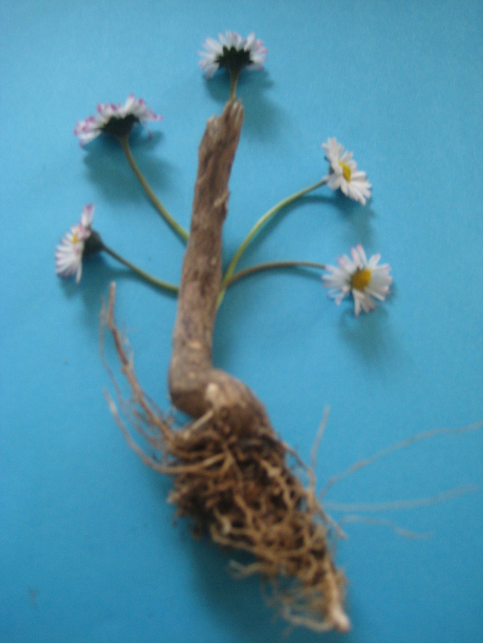 lai museum official website all rights reserved