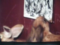photogrpahy copyright begoña muñoz 2007 courtesy from the artist to laimuseum official website all rights reserved