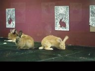 photography copyright begoña muñoz 2007 courtesy from the artist to laimuseum official website all rights reserved